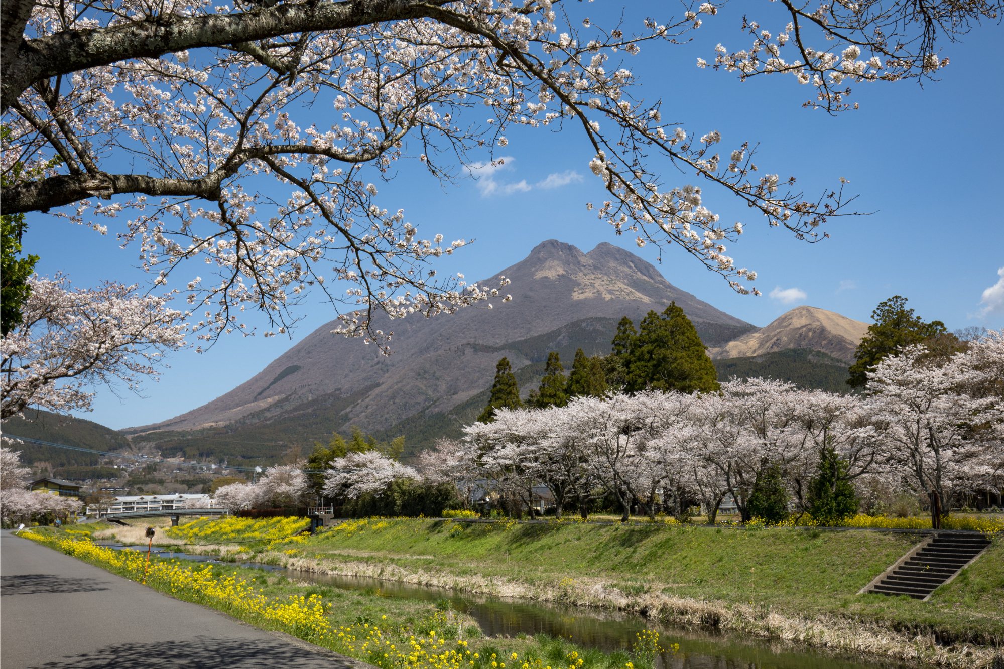 桜並木と由布岳 大分の風景と不動産のイメージ